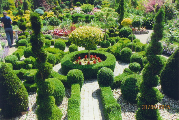 Formowane bukszpany.