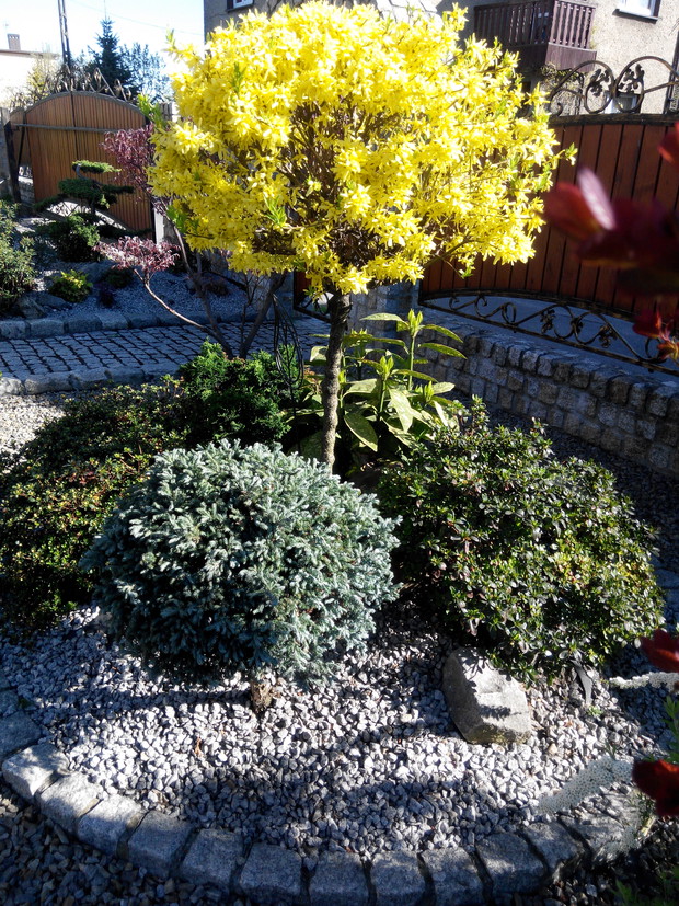 Forsycja. Znak wiosny!