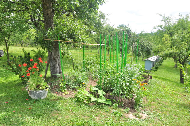 Grządka z pomidorkami pośród ogrodu, wycięta pośród drzew, ogrodzona wiklinowym płotkiem...