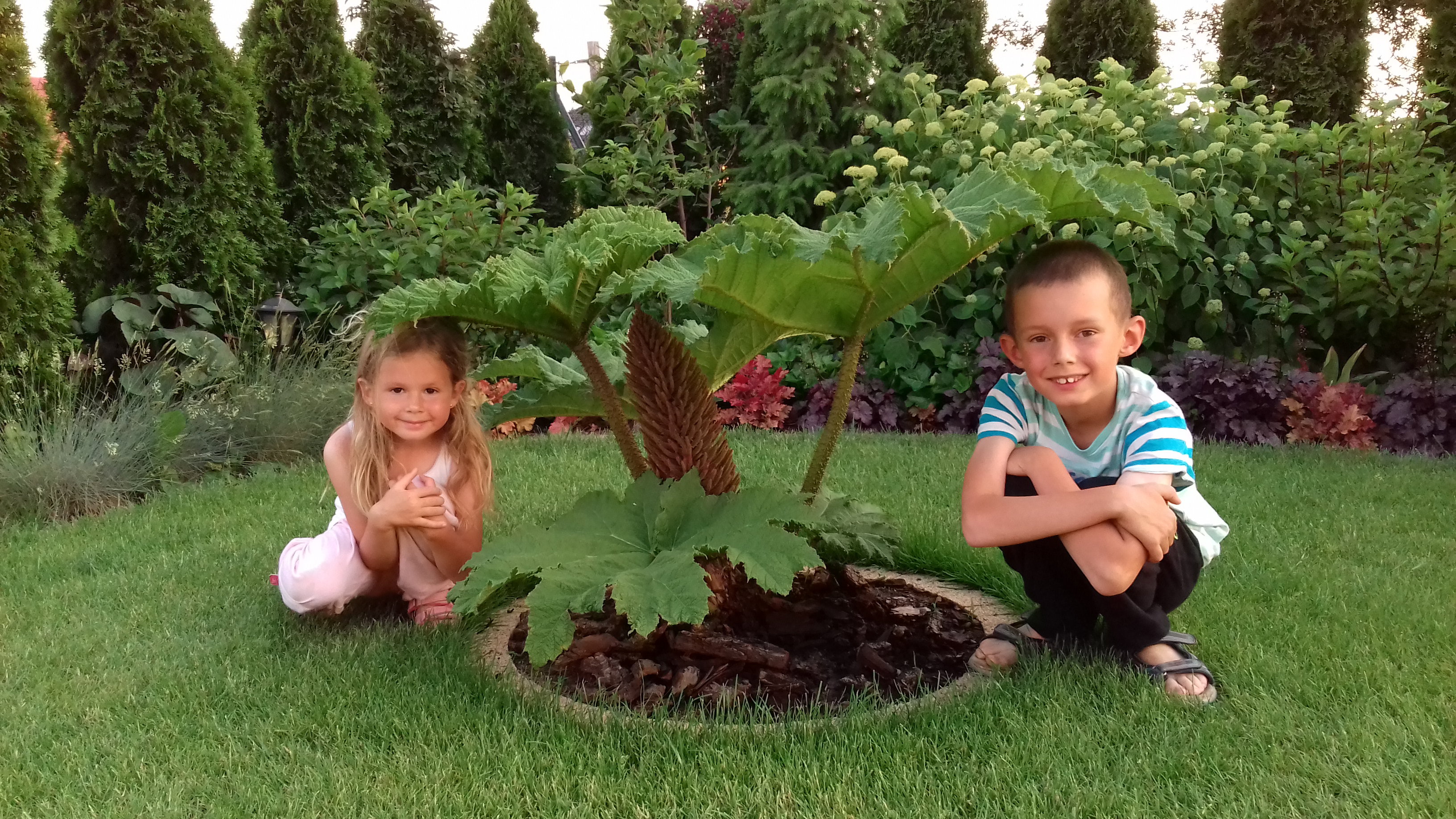Gunnera Manicata największa bylina świata
