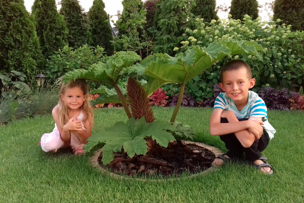 Gunnera Manicata największa bylina świata