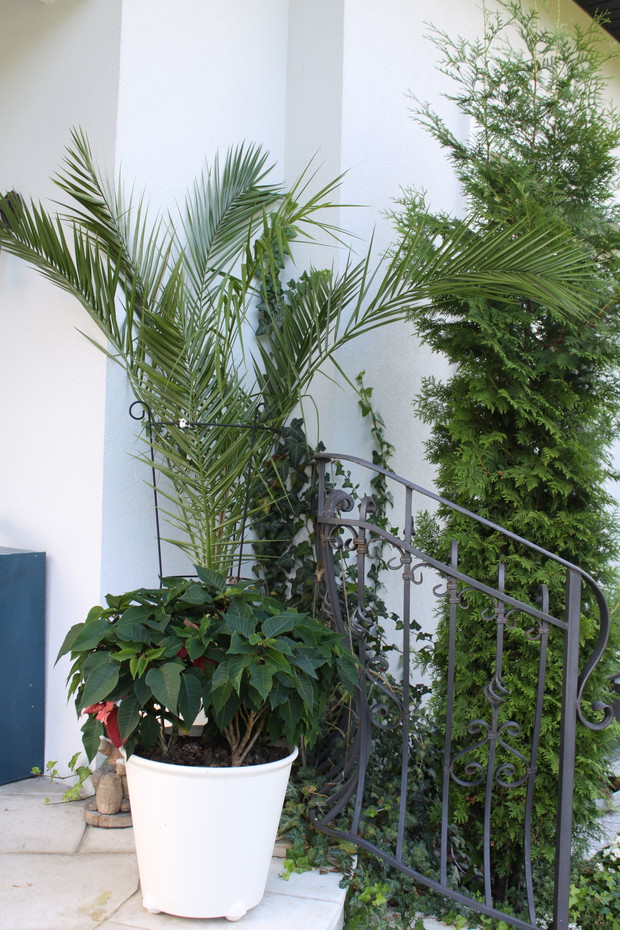 GWIAZDA BETLEJEMSKA W SIERPNIU