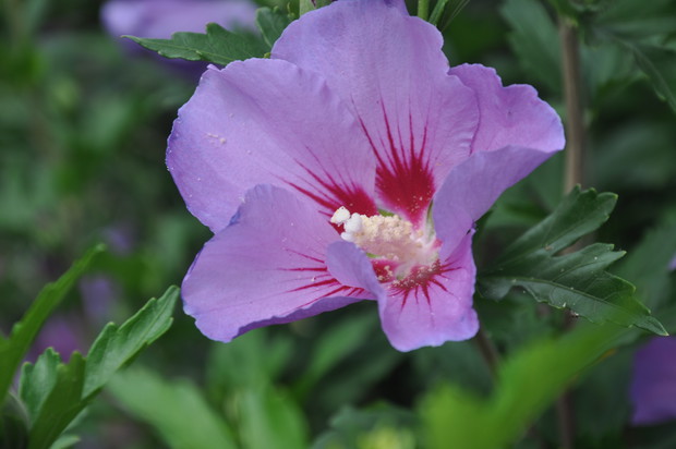 Hibiskus...czy ktoś kiedyś przystanął i przyjrzał się jego kwiatom...tym płatkom i wyrysowanym w nich kreskach czerwonych i tej plamie jak ogień...i to na każdym płatku, to tylko natura tak potrafi...
