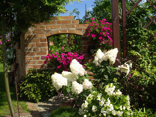 Hortensja i surfinie