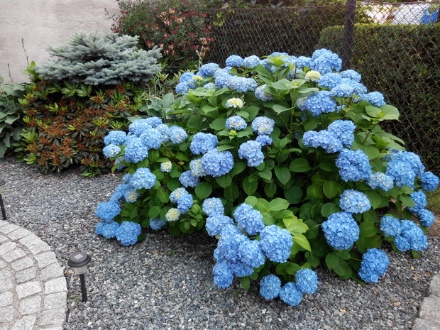 Hortensja kwitła tego roku wyjątkowo pięknie.