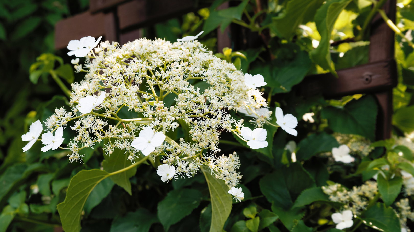 Hortensja pnąca zakwita w czerwcu. Na jej licznych pędach spotkamy wtedy kremowe, groniaste kwiatostany. (zdj.: Adobe Stock)