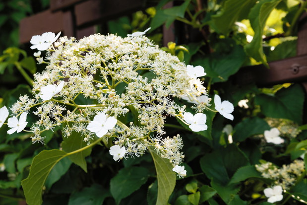 Hortensja pnąca zakwita w czerwcu. Na jej licznych pędach spotkamy wtedy kremowe, groniaste kwiatostany. (zdj.: Adobe Stock)