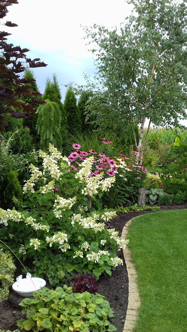 Hortensje to moje ulubione krzewy ozdobne