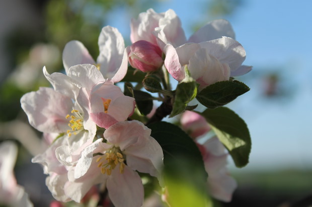 Jabłoń ozdobna " Ola"