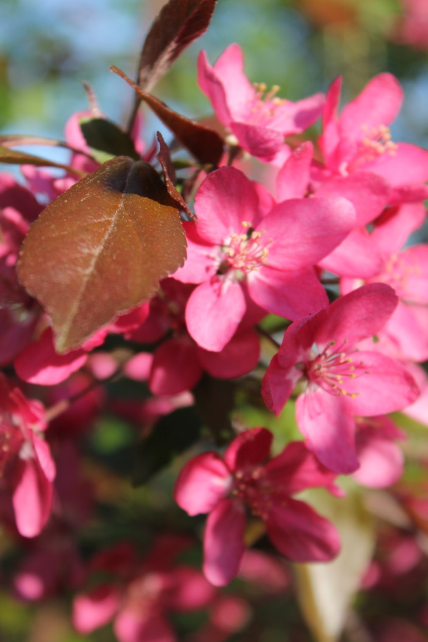 Jabłoń ozdobna " Royalty"