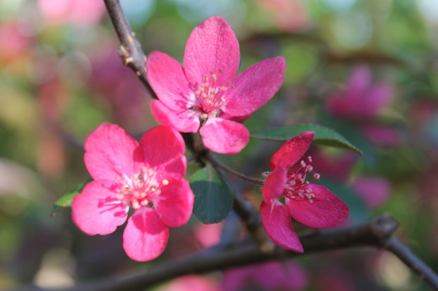 Jabłoń ozdobna " Royalty"