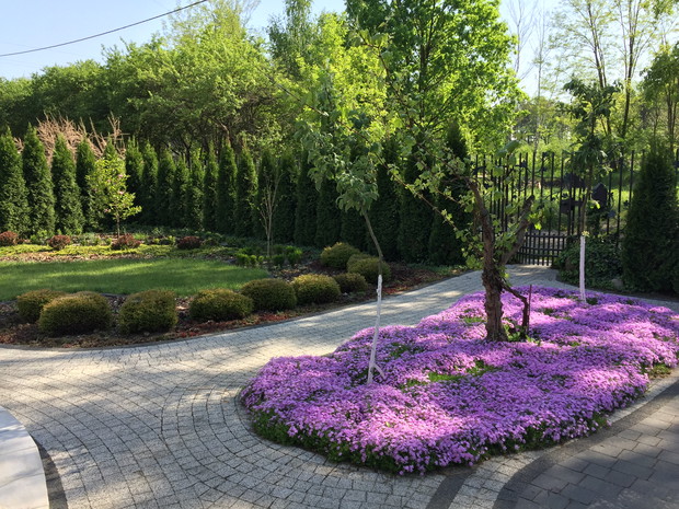 JABŁONIE WŚRÓD FLOKSÓW