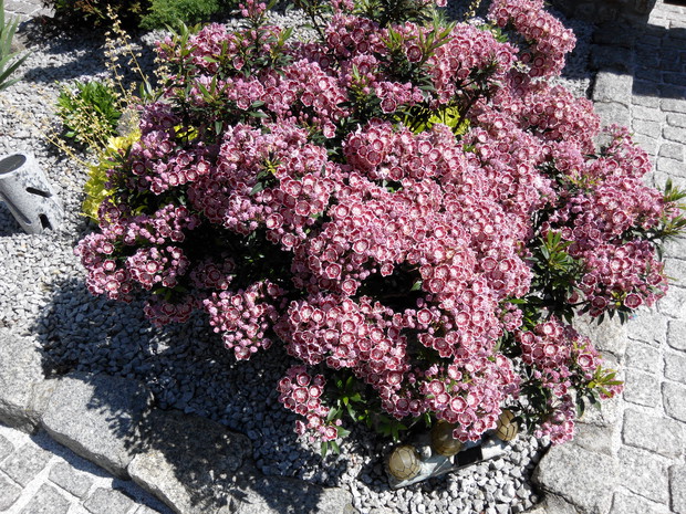 Kalmia gwieździsta w pełni kwitnienia.