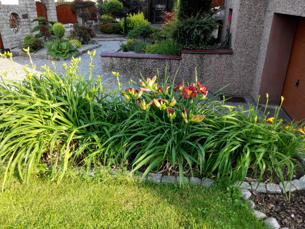 Kolekcja liliowców na wjeździe do garażu.