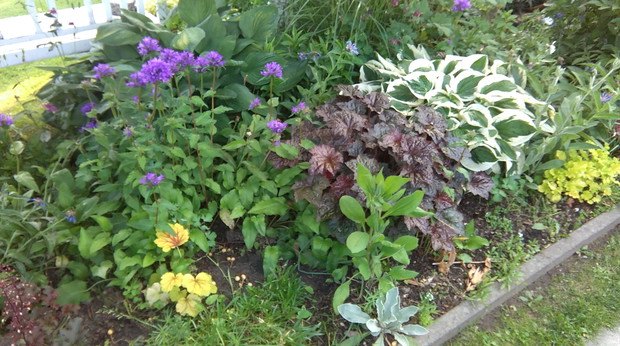 Kolorowe żurawki i funkie przysiadły w cieniu.