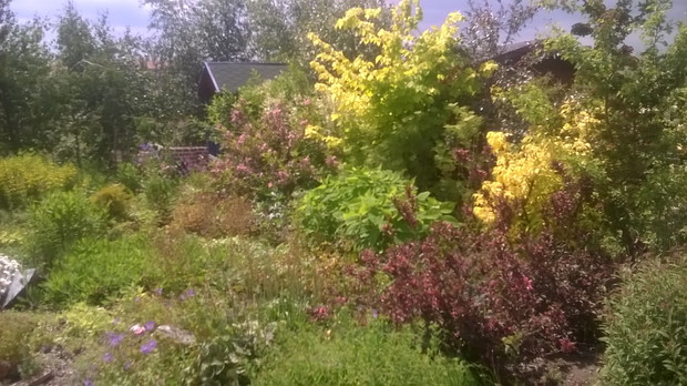 Kontrasty w barwie, fakturze i pokrojach roślin.