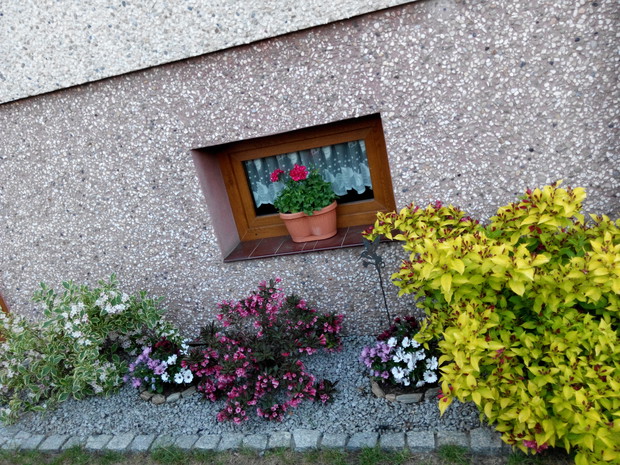 Krzewuszki i stokrotka afrykańska.