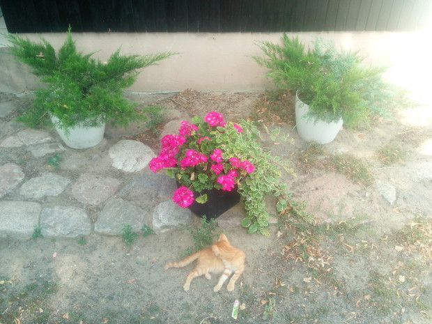 Krzewy w doniczkach? Ależ czemu nie. Upiękrzą one w nich wszelką przestrzeń.