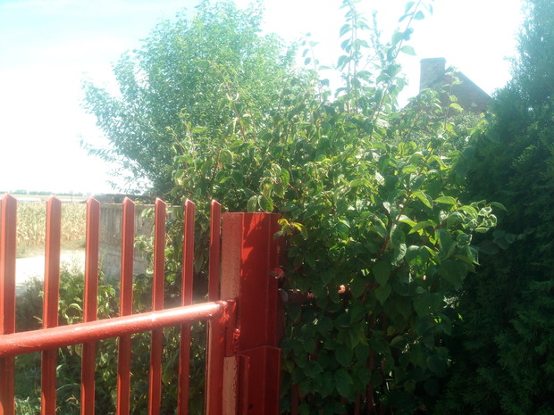 Kwiatki ? Tak ta roślina kwitnie na biało i to z pięknym zapachem szczególnie w nocy.