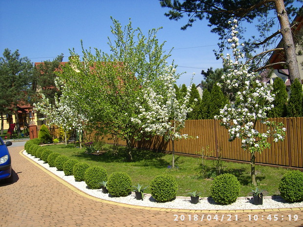 Kwitnące drzewa owocowe