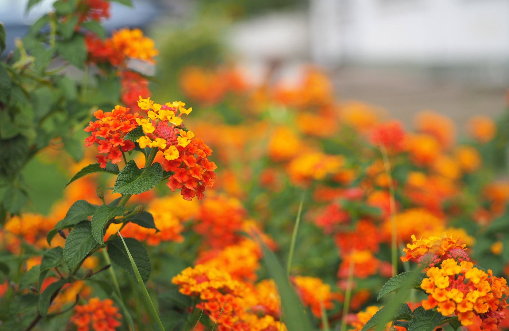 Lantana, jako roślina niezimująca w gruncie, jest wrażliwa na niskie temperatury. Stąd częściej spotkamy ją na balkonach niż rabatach. (zdj.: Adobe Stock)