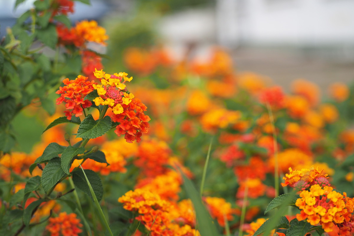 Lantana, jako roślina niezimująca w gruncie, jest wrażliwa na niskie temperatury. Stąd częściej spotkamy ją na balkonach niż rabatach. (zdj.: Adobe Stock)