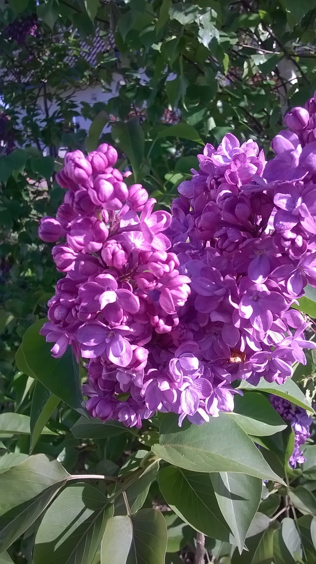 Lilaki moja miłość. 