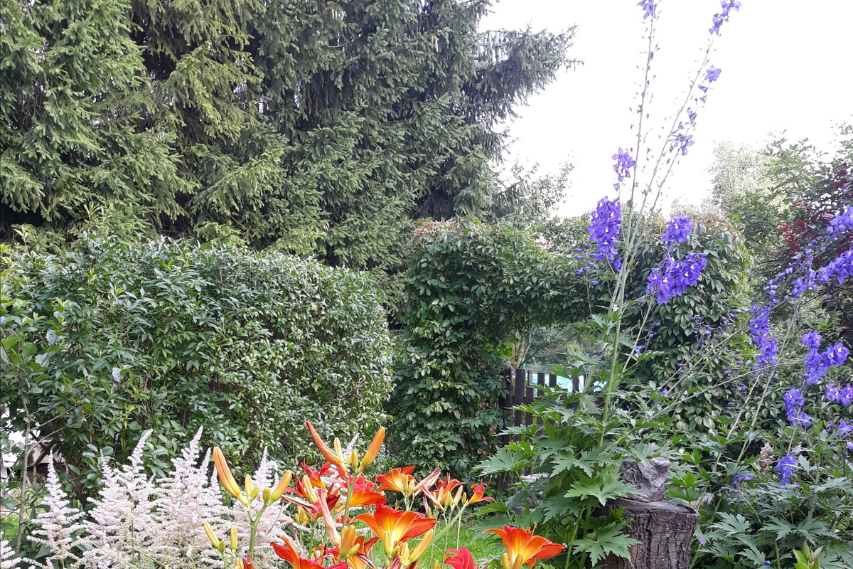 Liliowce i tawułka