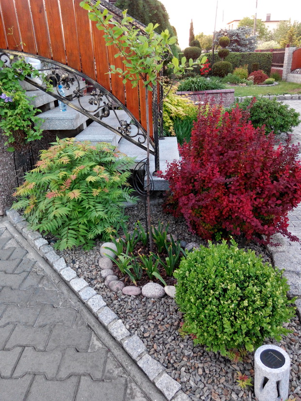 Lubię kolory w ogrodzie. Berberysy świetnie się do tego nadają!