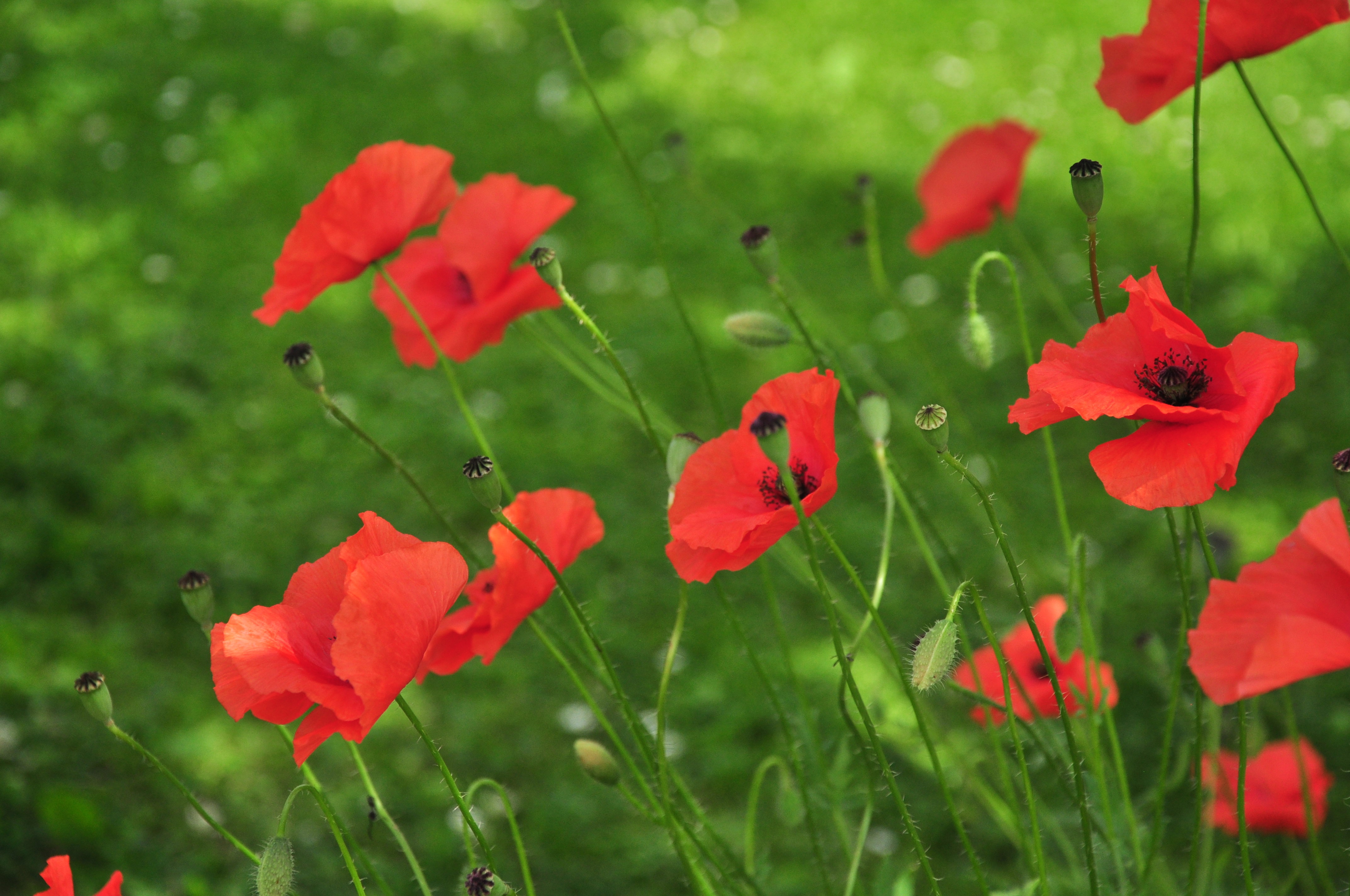 Maki, takie delikatne a dodają tyle uroku w ogrodzie...przypominają wiejski zakątek naszych babć :) 