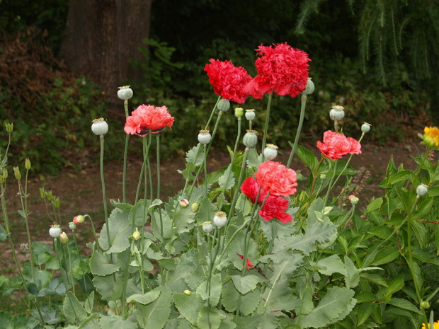 Maki z wysiewu nasion