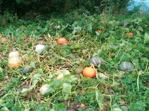 Miejsce dla dyń także musiało się znaleźć, ale urosły.
