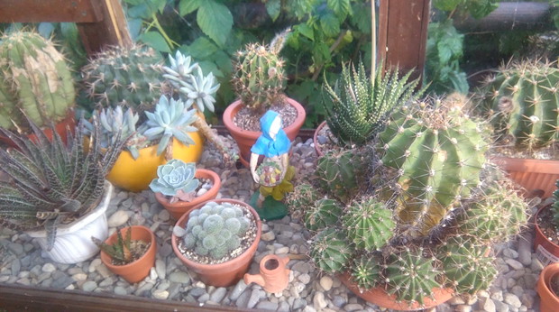 Mieszkańcy szklarni,namiastka kaktusów.