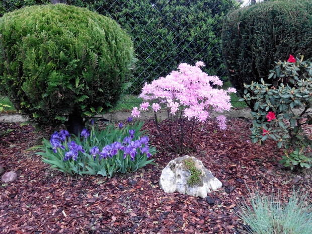 Miniaturowa azalia w pełni kwitnienia.