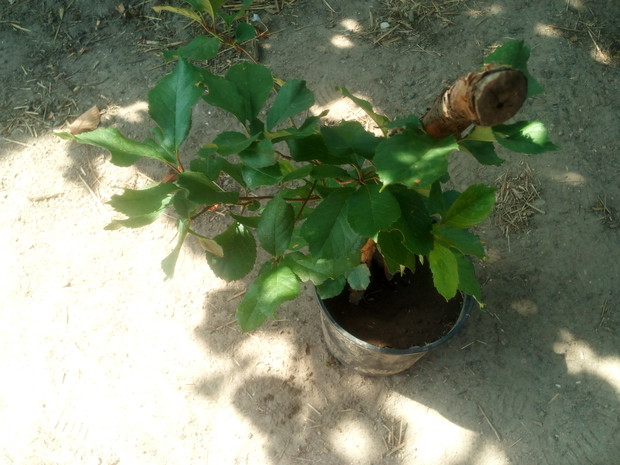 Miniaturowe drzewko wisienki w dopasowanej doniczce.