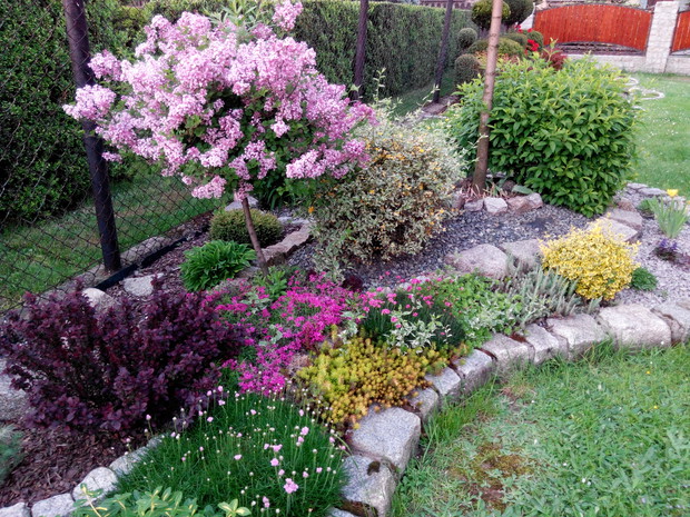 Miniaturowy bez co roku zachwyca mnie coraz większą ilością kwiatów.