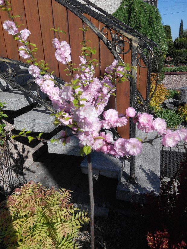 Młodziutki migdałek- pierwsze kwitnienie.