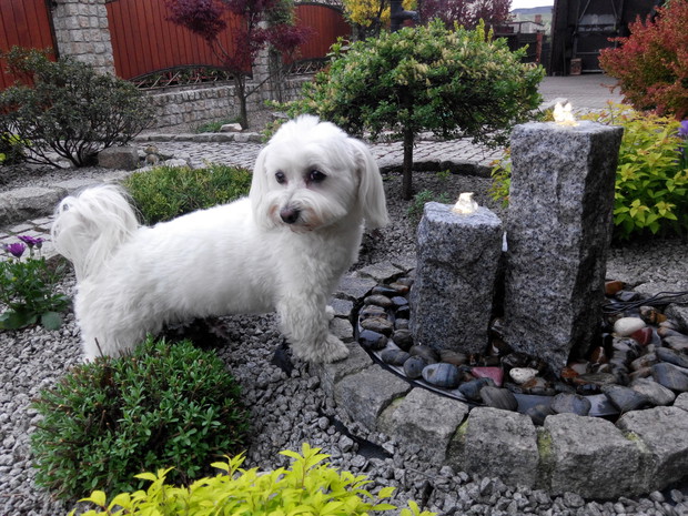 Moja Yukki uwielbia przeddomową fontannę;)