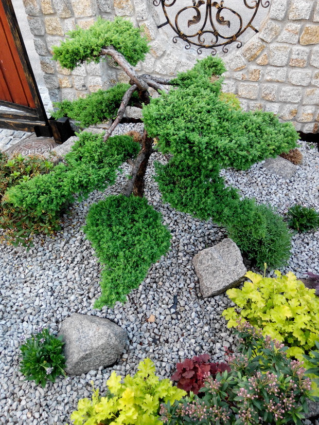 Moje małe bonsai. Własnoręcznie wyprowadzone i pielęgnowane. Jestem z niego dumna!
