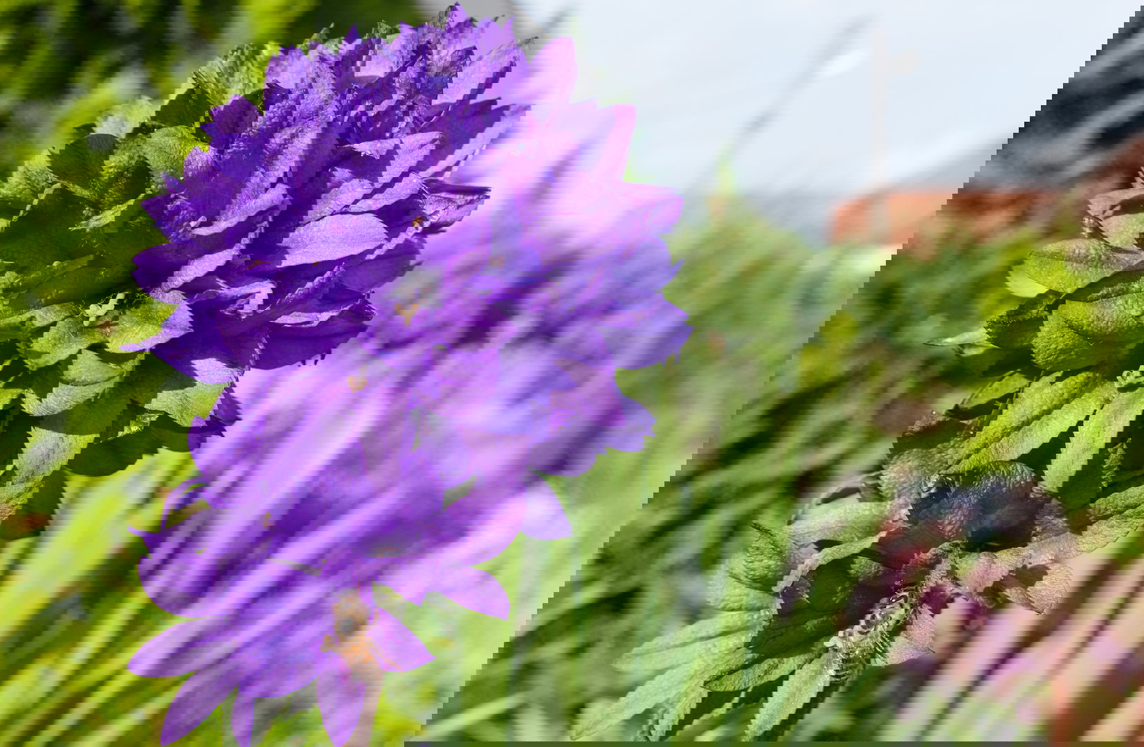 Najbardziej dostojną z prezentowanych odmian wydaje się być dzwonek skupiony (campanula glomerata), której kwiaty tworzą kulę wyłącznie na szczycie łodygi. (zdj.: Adobe Stock)