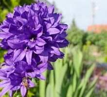 Najbardziej dostojną z prezentowanych odmian wydaje się być dzwonek skupiony (campanula glomerata), której kwiaty tworzą kulę wyłącznie na szczycie łodygi. (zdj.: Adobe Stock)