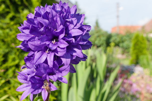 Najbardziej dostojną z prezentowanych odmian wydaje się być dzwonek skupiony (campanula glomerata), której kwiaty tworzą kulę wyłącznie na szczycie łodygi. (zdj.: Adobe Stock)