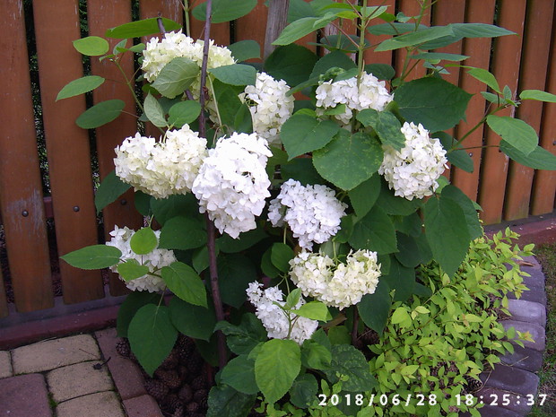 Najwcześniej kwitnąca hortensja