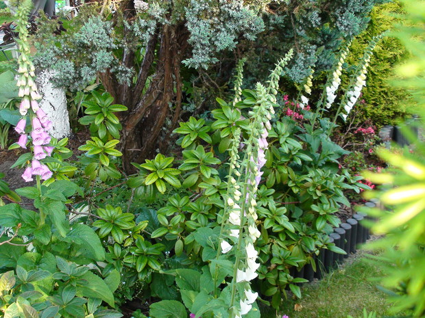 Naparstnice wędrowniczki