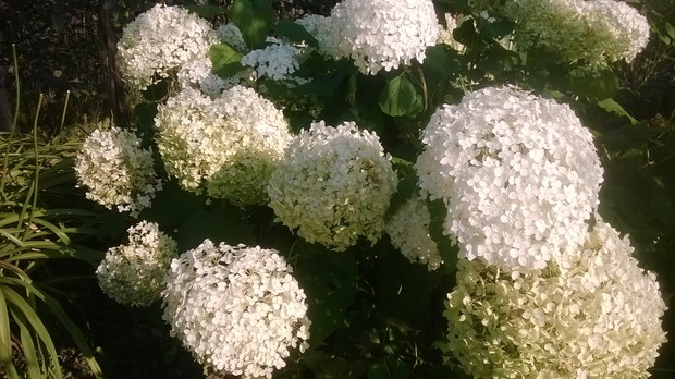 Nieocenione Hortensje drzewiaste " Annabelle"