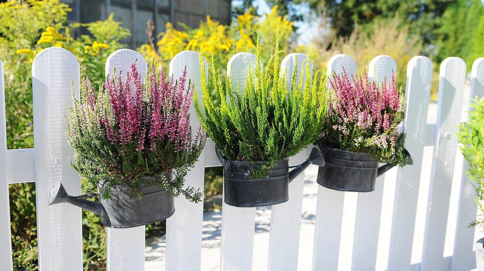 Niewątpliwą zaletą wrzosów jest kompaktowy rozmiar, pozwalający uprawiać roślinę w niestandardowych aranżacjach. (zdj.: Adobe Stock)