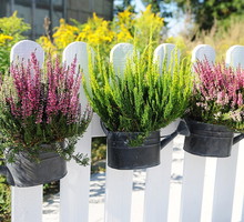 Niewątpliwą zaletą wrzosów jest kompaktowy rozmiar, pozwalający uprawiać roślinę w niestandardowych aranżacjach. (zdj.: Adobe Stock)