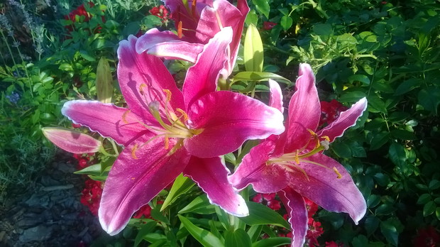 Niezawodnie kwitnące i cudnie pachnące lilie.