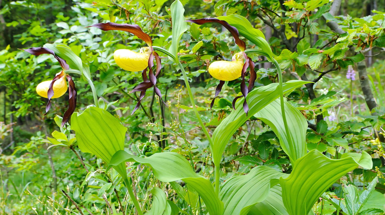 Obuwik pospolity (cypripedium calceolus) jest naturalnie spotykany w Polsce południowej, w okolicy lasów liściastych. (zdj.: Adobe Stock)