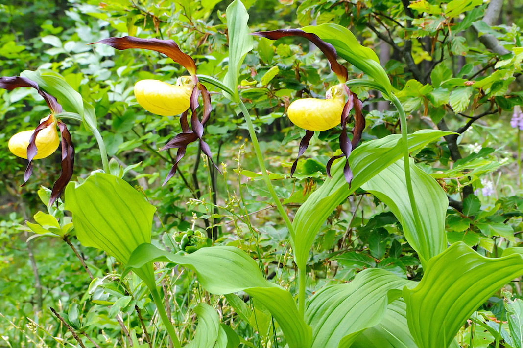 Obuwik pospolity (cypripedium calceolus) jest naturalnie spotykany w Polsce południowej, w okolicy lasów liściastych. (zdj.: Adobe Stock)